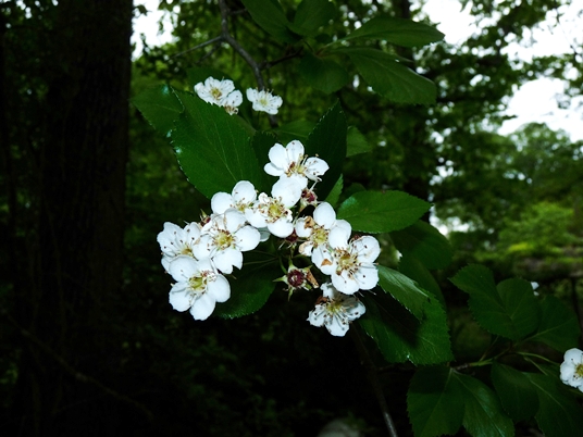 {Crataegus viridis}